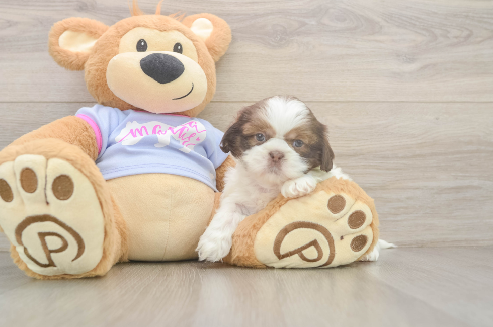 6 week old Shih Tzu Puppy For Sale - Simply Southern Pups