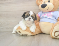 6 week old Shih Tzu Puppy For Sale - Simply Southern Pups