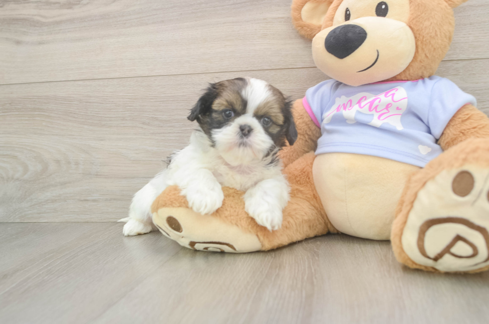6 week old Shih Tzu Puppy For Sale - Simply Southern Pups