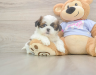 6 week old Shih Tzu Puppy For Sale - Simply Southern Pups