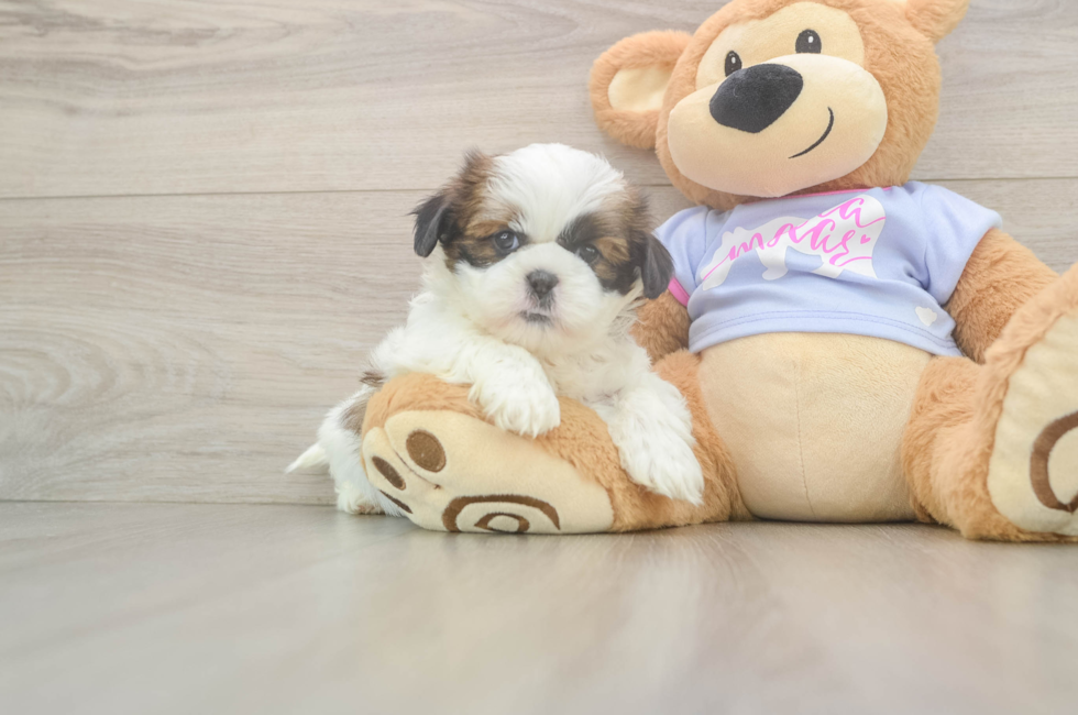 6 week old Shih Tzu Puppy For Sale - Simply Southern Pups