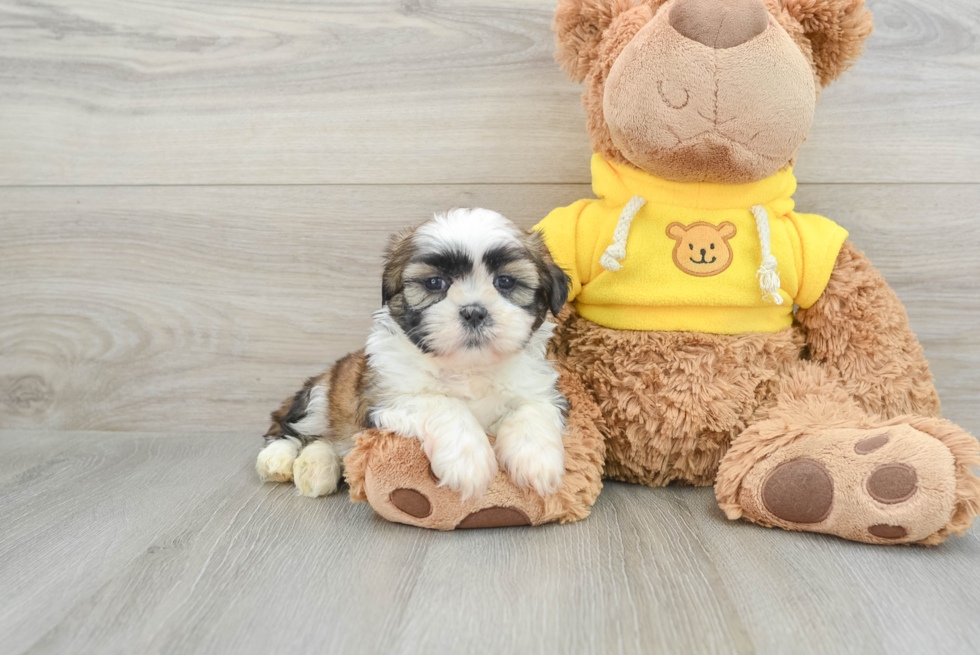 Fluffy Shitzu Purebred Puppy