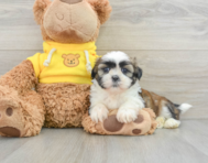 6 week old Shih Tzu Puppy For Sale - Simply Southern Pups