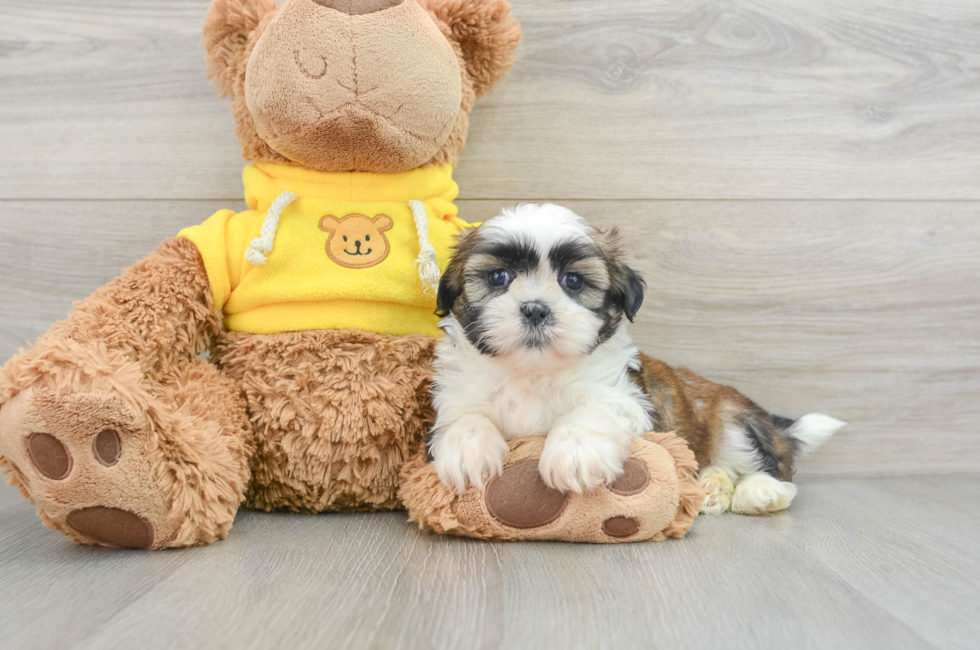 6 week old Shih Tzu Puppy For Sale - Simply Southern Pups