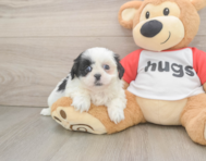 5 week old Shih Tzu Puppy For Sale - Simply Southern Pups
