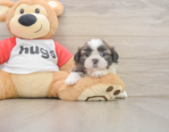 6 week old Shih Tzu Puppy For Sale - Simply Southern Pups