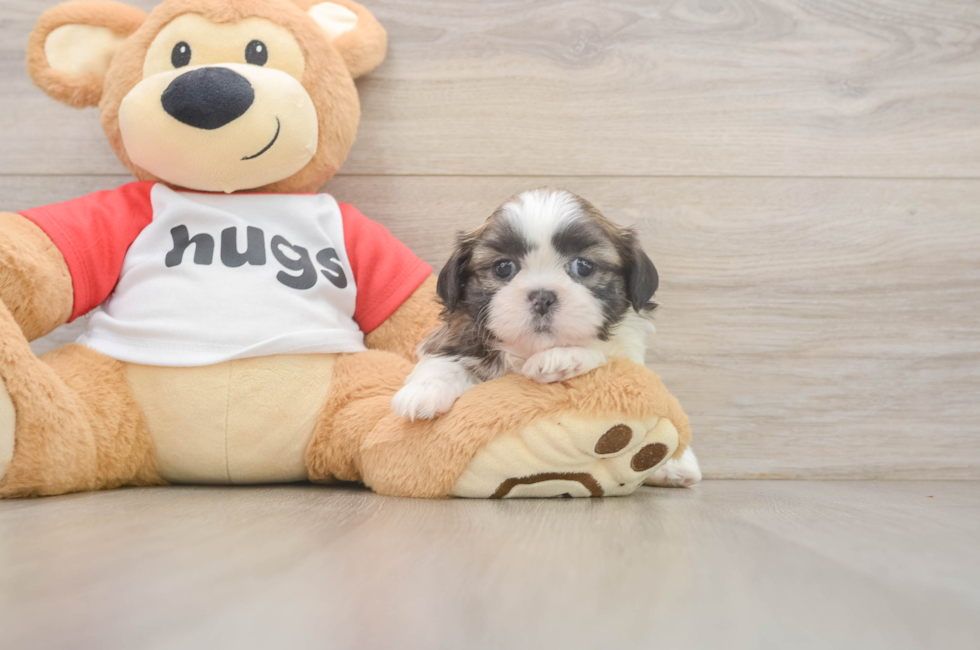 6 week old Shih Tzu Puppy For Sale - Simply Southern Pups