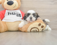 6 week old Shih Tzu Puppy For Sale - Simply Southern Pups