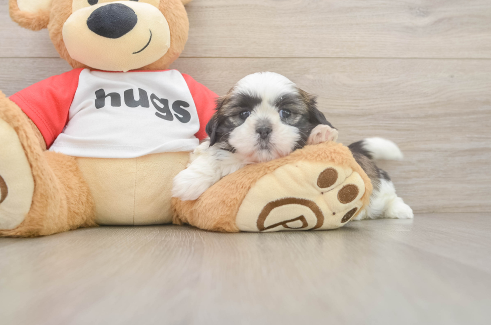 6 week old Shih Tzu Puppy For Sale - Simply Southern Pups