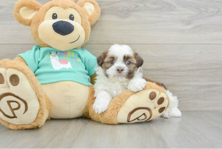 Little Shih Tzu Purebred Pup