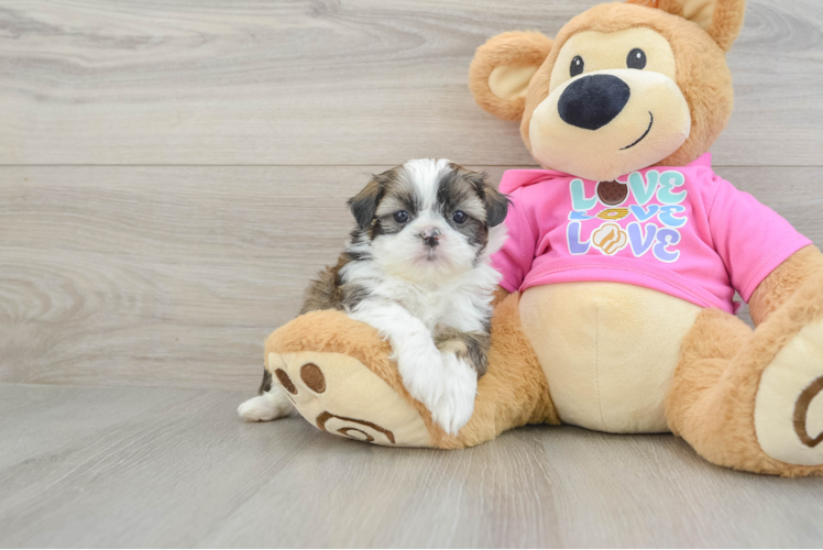 Shih Tzu Pup Being Cute