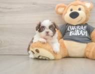 5 week old Shih Tzu Puppy For Sale - Simply Southern Pups
