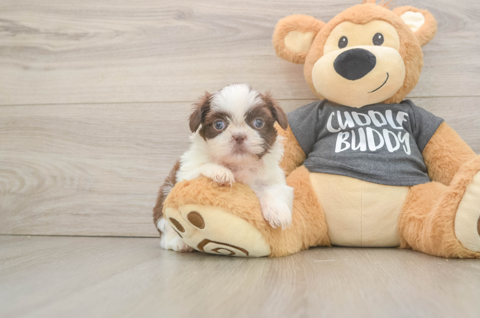 5 week old Shih Tzu Puppy For Sale - Simply Southern Pups