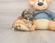 5 week old Shih Tzu Puppy For Sale - Simply Southern Pups