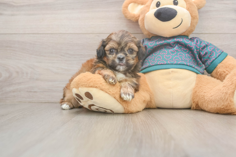 5 week old Shih Tzu Puppy For Sale - Simply Southern Pups