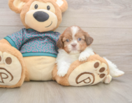 5 week old Shih Tzu Puppy For Sale - Simply Southern Pups