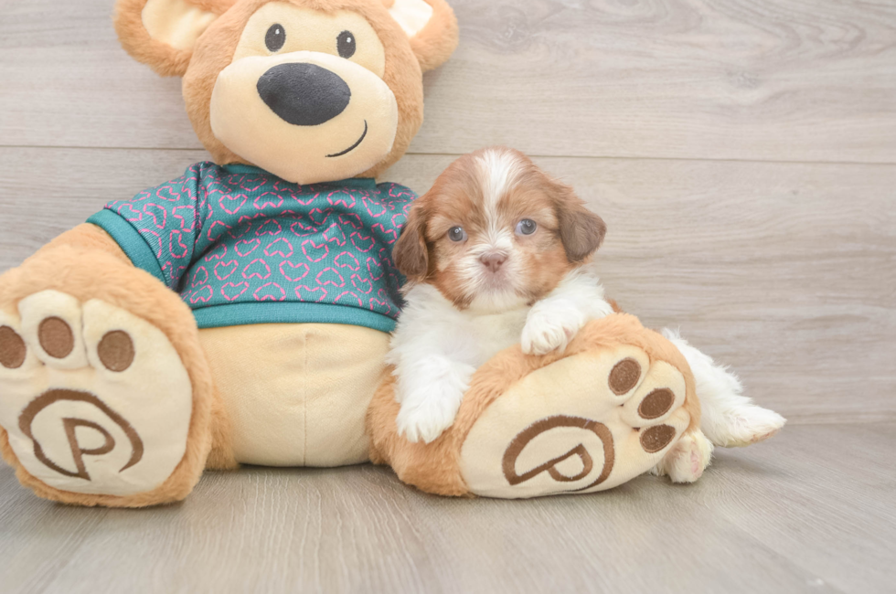 5 week old Shih Tzu Puppy For Sale - Simply Southern Pups