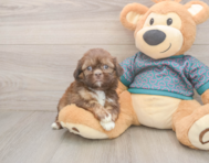 5 week old Shih Tzu Puppy For Sale - Simply Southern Pups