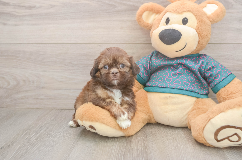 5 week old Shih Tzu Puppy For Sale - Simply Southern Pups