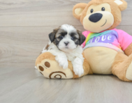 6 week old Shih Tzu Puppy For Sale - Simply Southern Pups