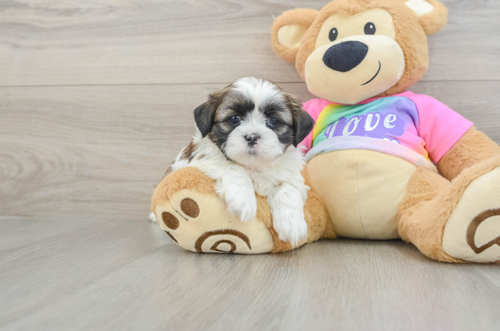7 week old Shih Tzu Puppy For Sale - Simply Southern Pups