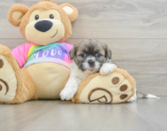 6 week old Shih Tzu Puppy For Sale - Simply Southern Pups