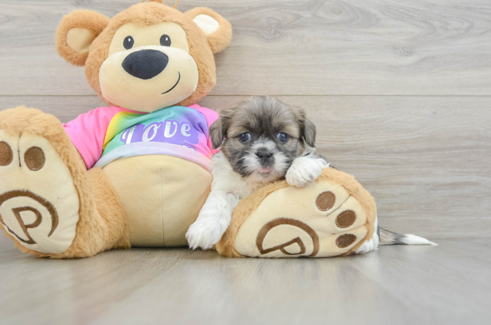 7 week old Shih Tzu Puppy For Sale - Simply Southern Pups