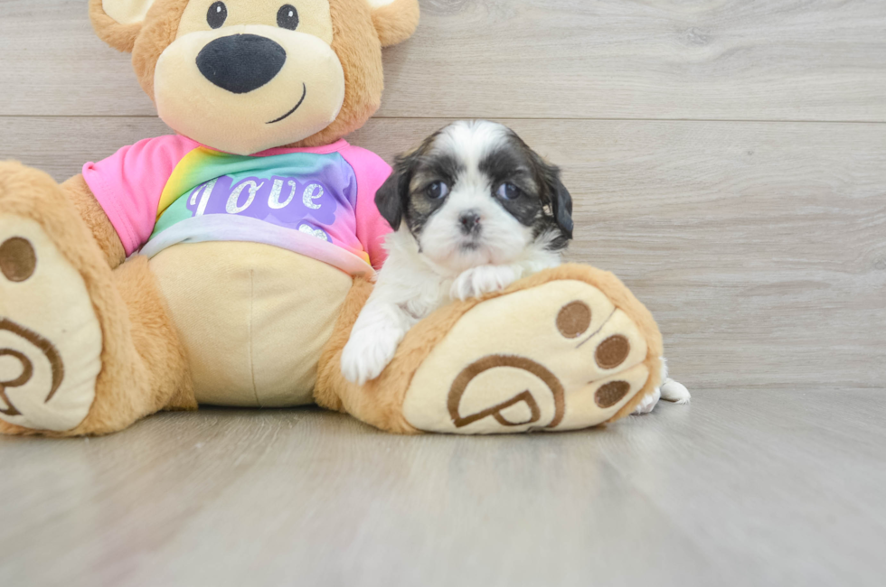 7 week old Shih Tzu Puppy For Sale - Simply Southern Pups
