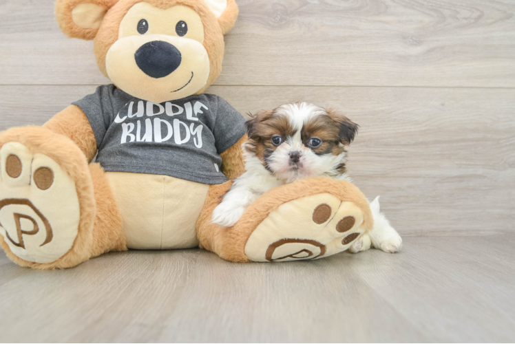 Fluffy Shitzu Purebred Puppy