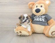 6 week old Shih Tzu Puppy For Sale - Simply Southern Pups
