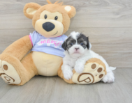 5 week old Shih Tzu Puppy For Sale - Simply Southern Pups