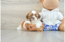 Popular Shih Tzu Purebred Pup