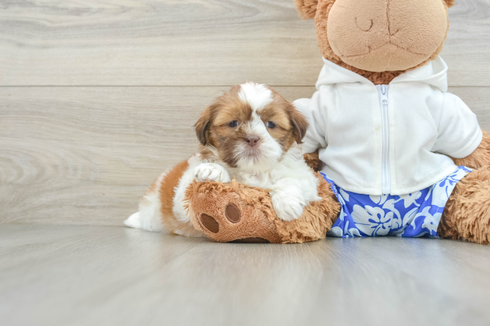 Popular Shih Tzu Purebred Pup