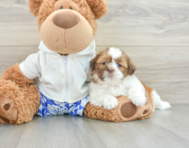 7 week old Shih Tzu Puppy For Sale - Simply Southern Pups