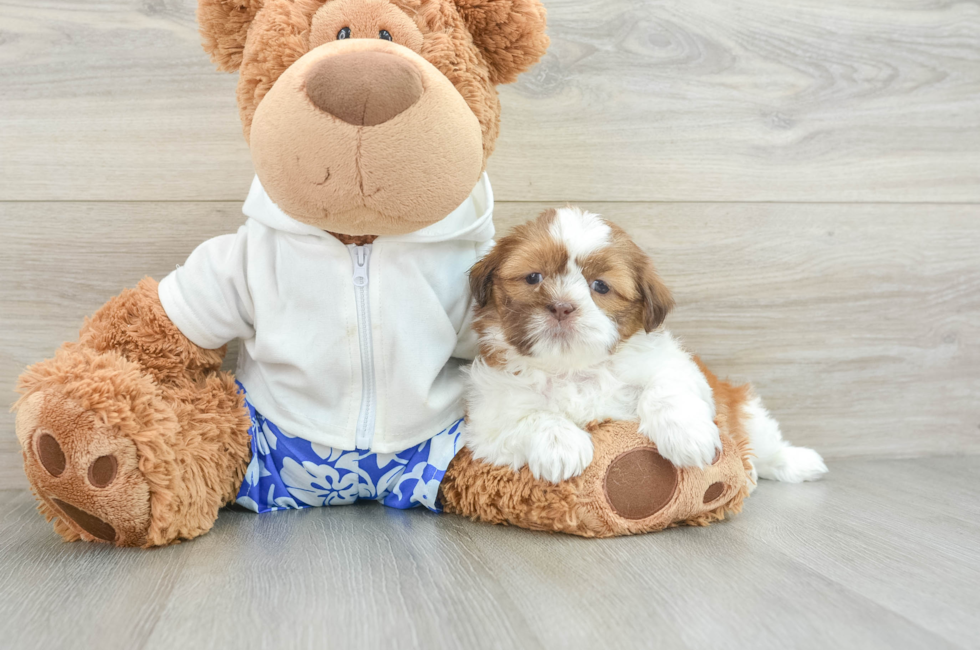 8 week old Shih Tzu Puppy For Sale - Simply Southern Pups