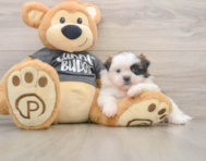 5 week old Shih Tzu Puppy For Sale - Simply Southern Pups