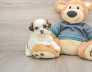 5 week old Shih Tzu Puppy For Sale - Simply Southern Pups