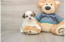 Shih Tzu Pup Being Cute