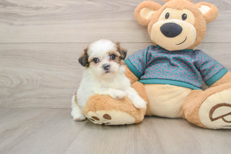 Shih Tzu Pup Being Cute