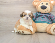 5 week old Shih Tzu Puppy For Sale - Simply Southern Pups