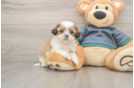 Small Shih Tzu Purebred Pup