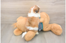 Friendly Shih Tzu Purebred Pup