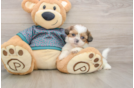Shih Tzu Pup Being Cute