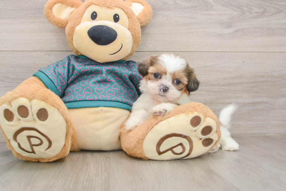 Shih Tzu Pup Being Cute