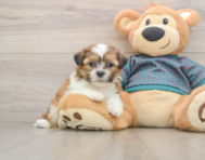 5 week old Shih Tzu Puppy For Sale - Simply Southern Pups