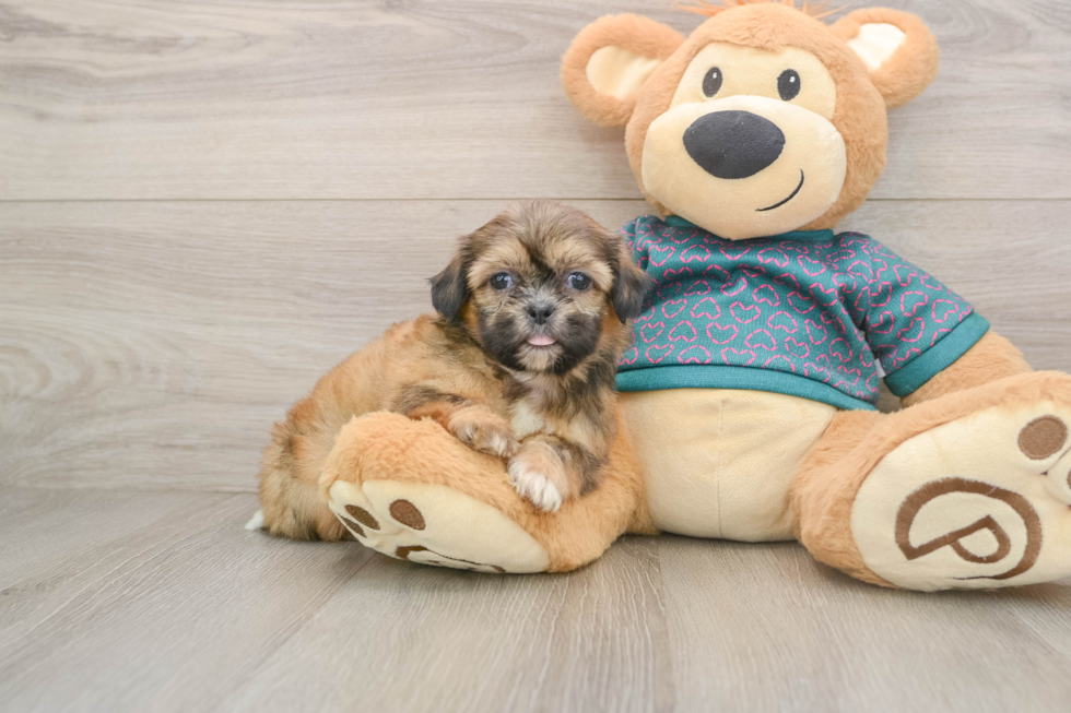 Akc Registered Shih Tzu Baby