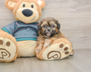 5 week old Shih Tzu Puppy For Sale - Simply Southern Pups