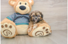 Shih Tzu Pup Being Cute