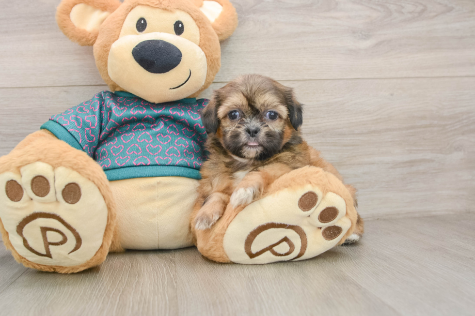 Shih Tzu Pup Being Cute