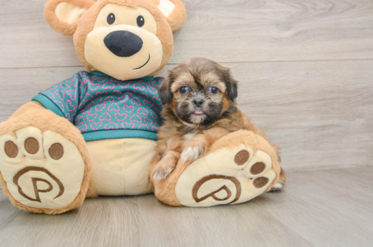 Shih Tzu Pup Being Cute